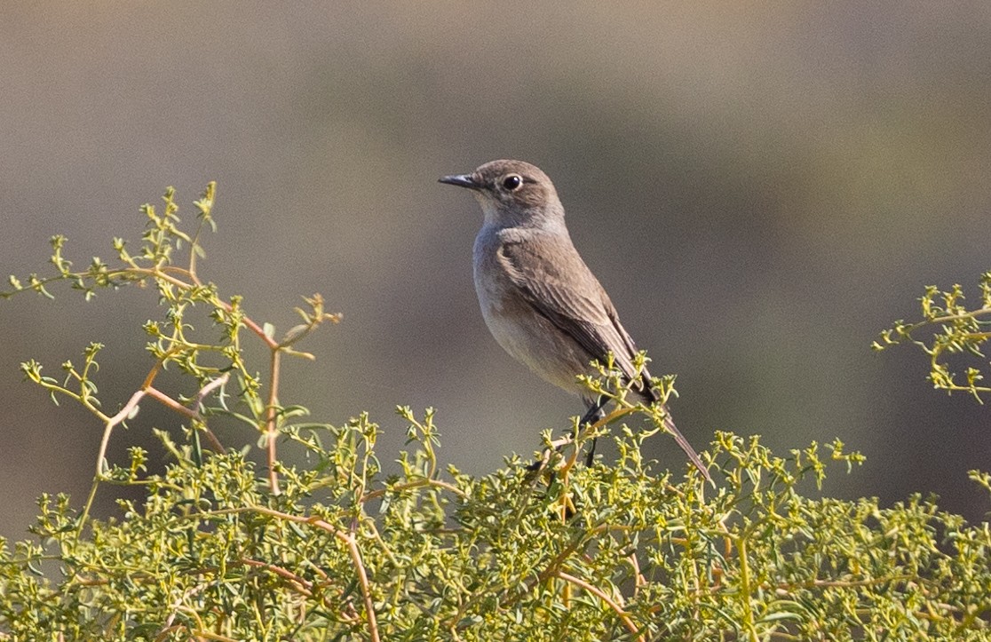 Sickle-winged Chat - ML624145241