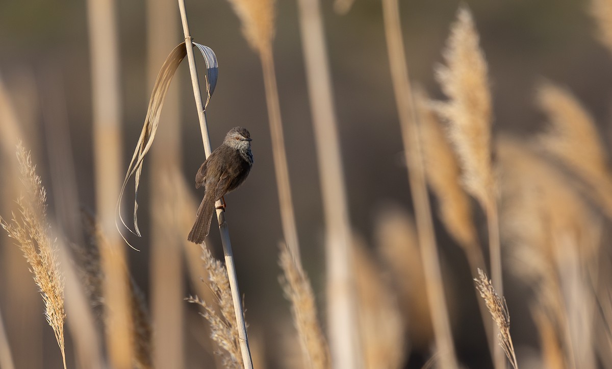 Karoo Prinia - ML624145245