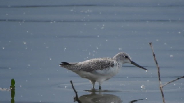 Common Greenshank - ML624145284