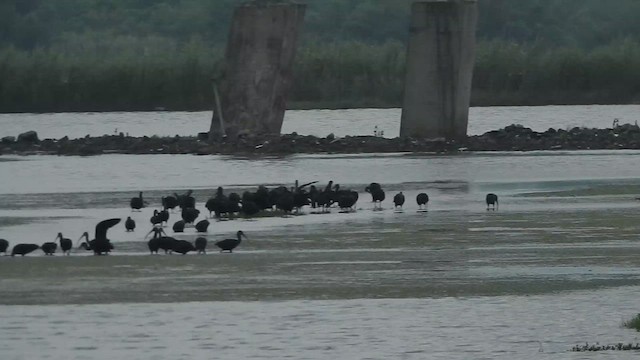 Glossy Ibis - ML624145291