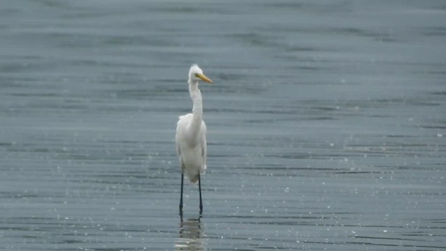 Medium Egret - ML624145300