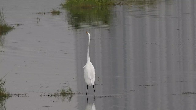 Medium Egret - ML624145301