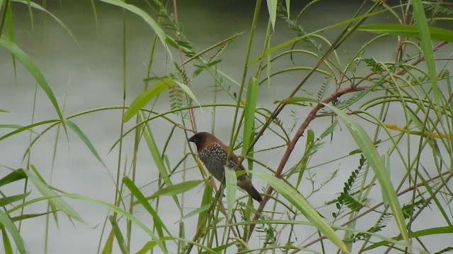 Scaly-breasted Munia - ML624145327