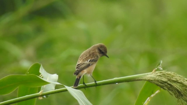 Siberian Stonechat - ML624145335