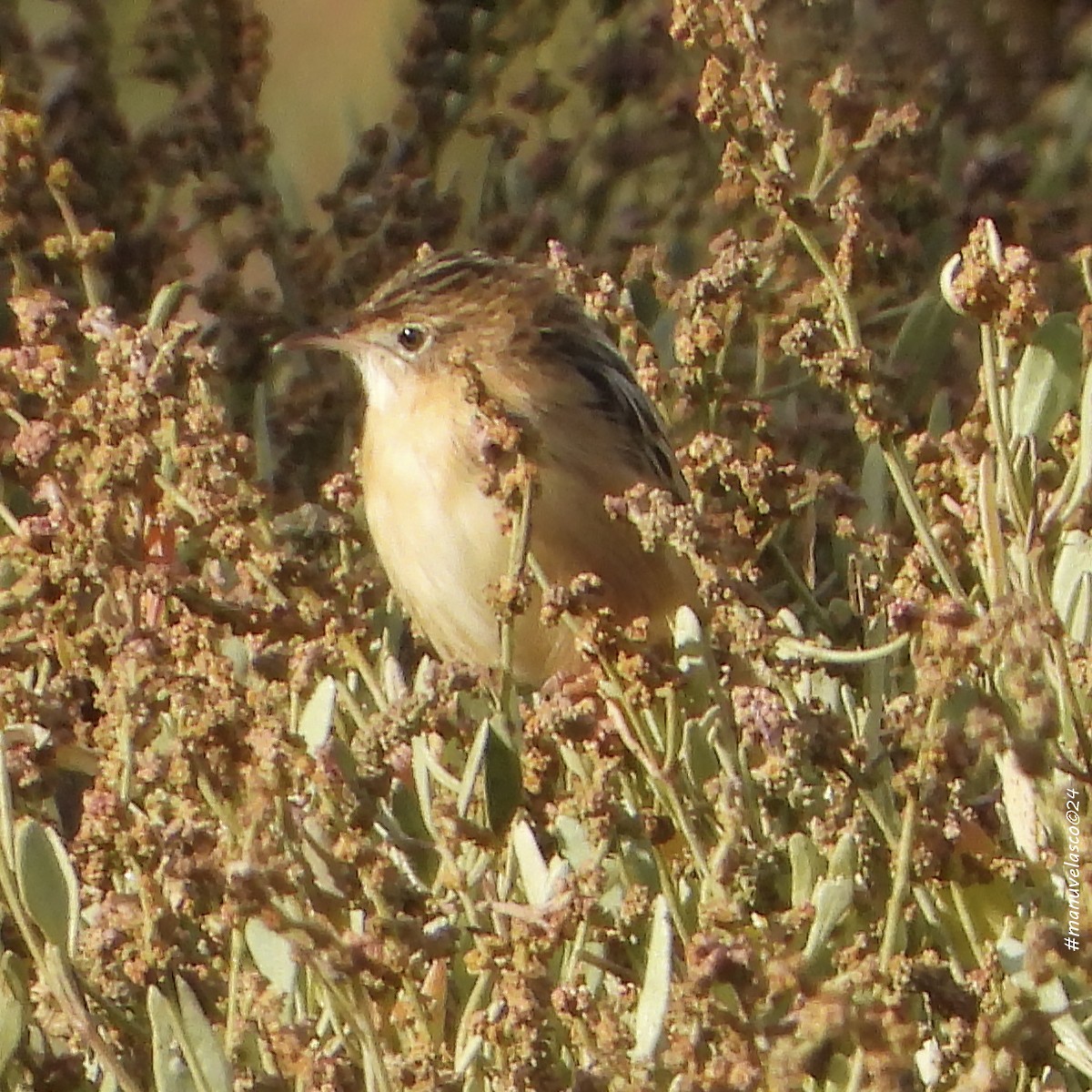 Zitting Cisticola - Manuel Velasco Graña