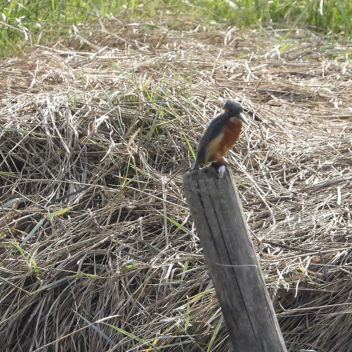 Common Kingfisher - ML624145365