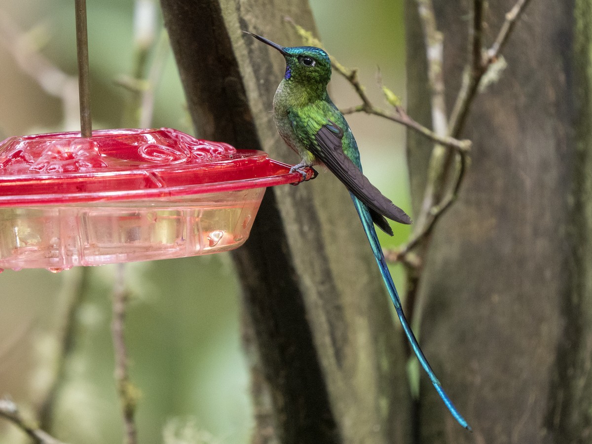 Long-tailed Sylph - ML624145369