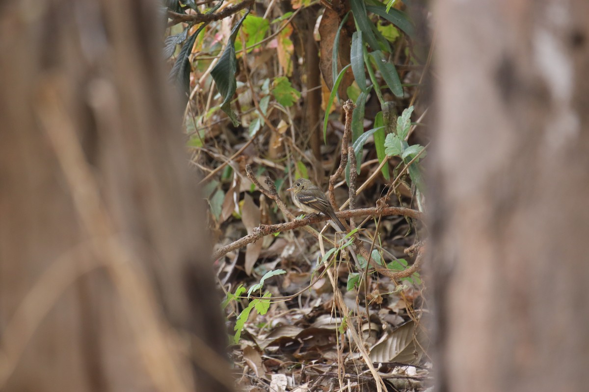 Western Flycatcher - ML624145379