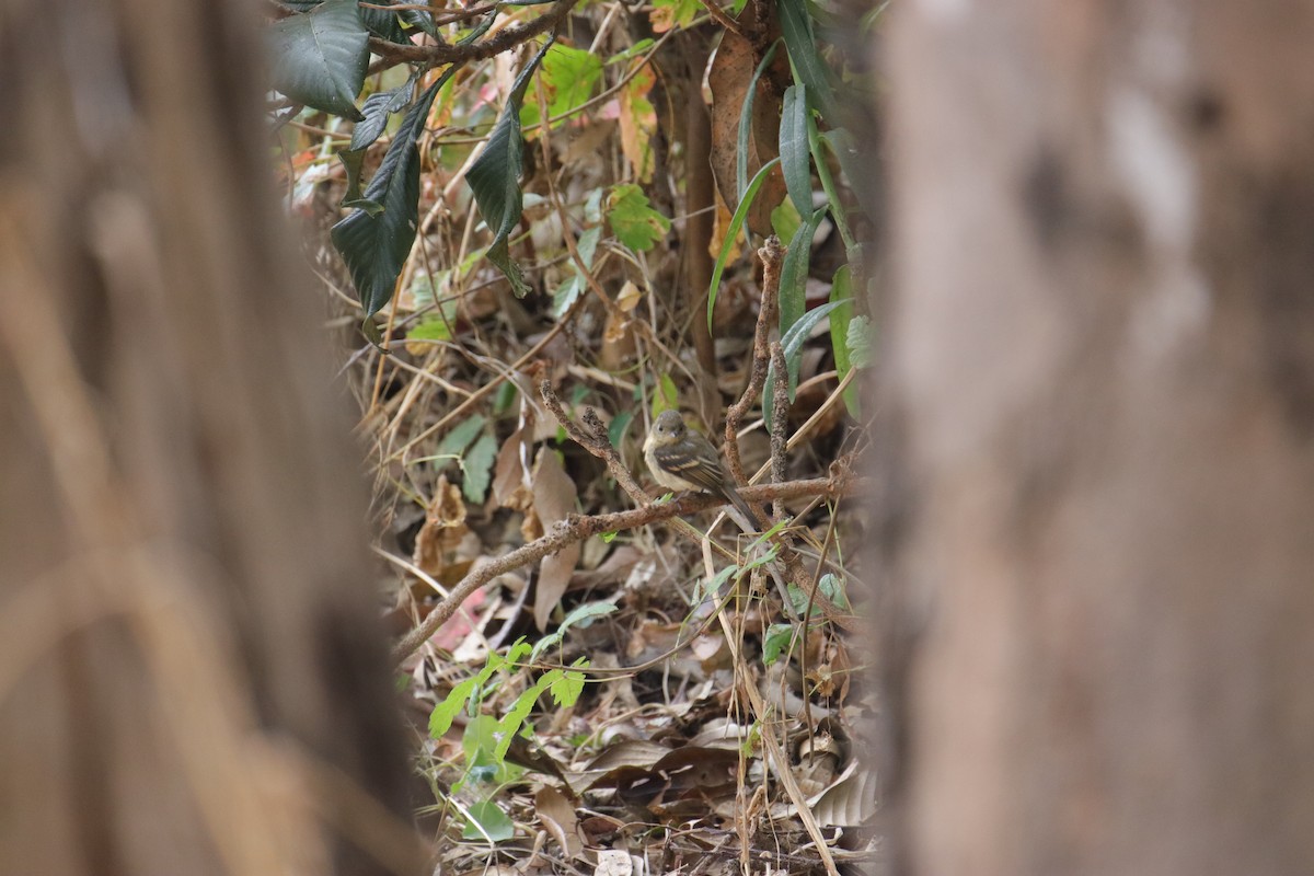 Western Flycatcher - ML624145382