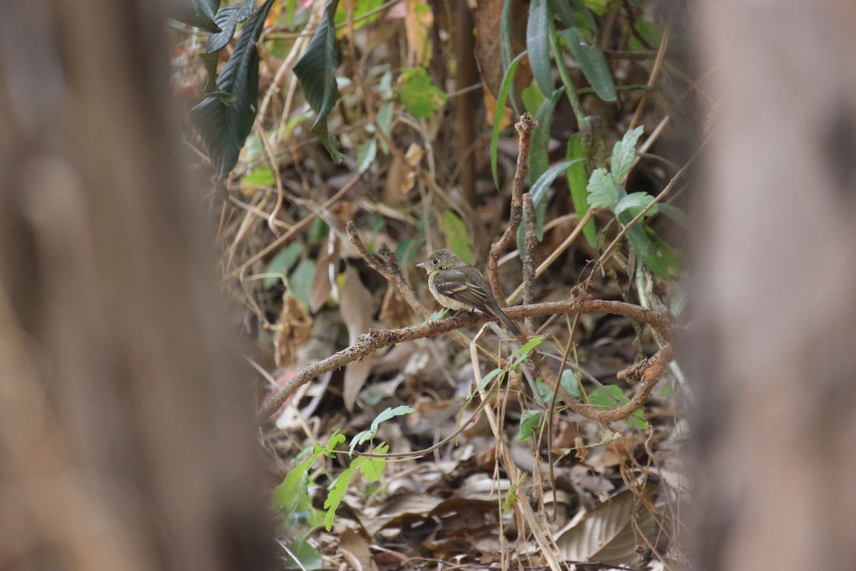 Western Flycatcher - ML624145383