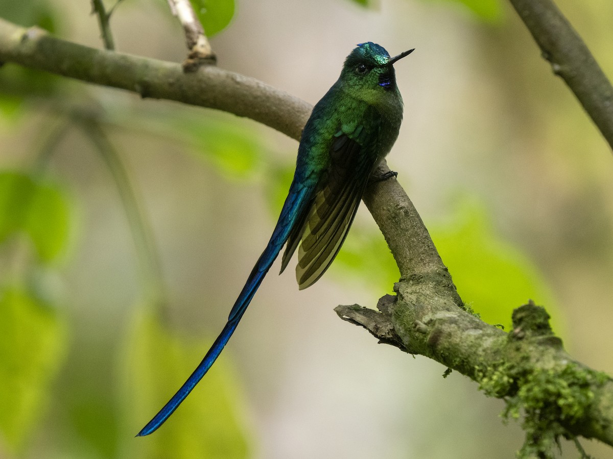 Long-tailed Sylph - ML624145386