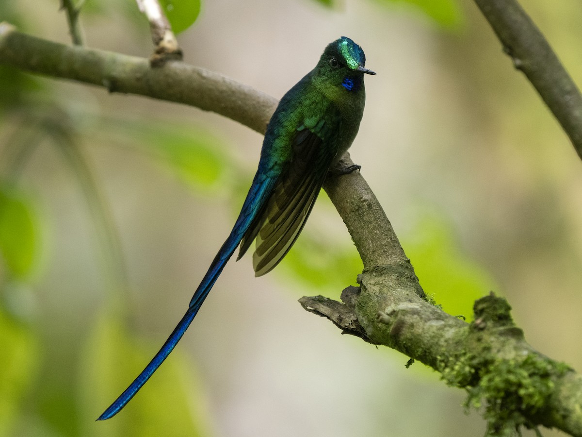 Long-tailed Sylph - ML624145387