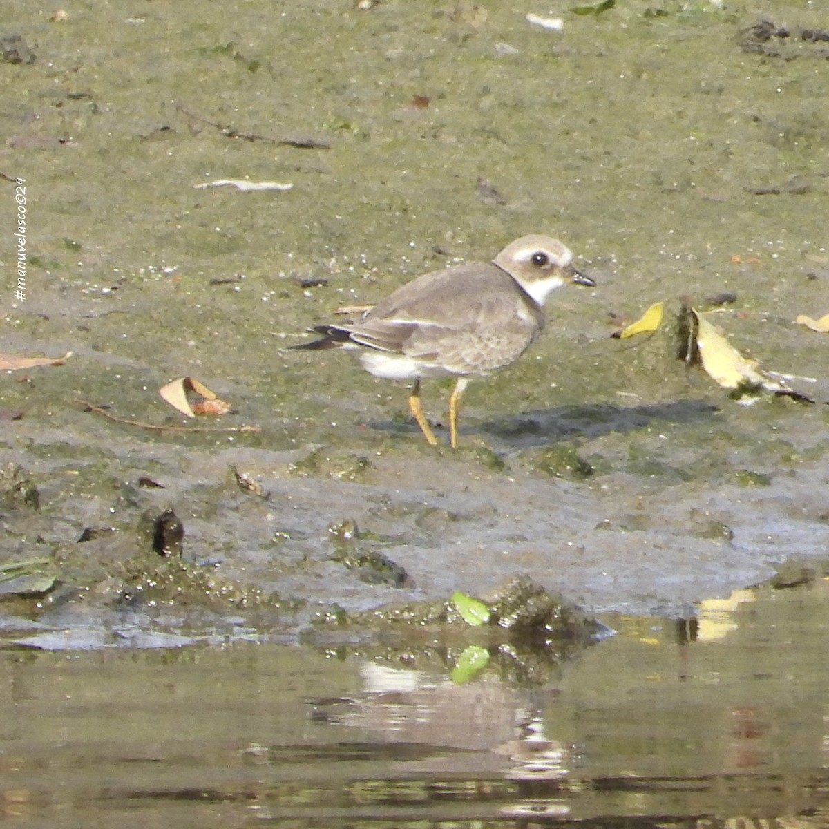 Common Ringed Plover - ML624145388