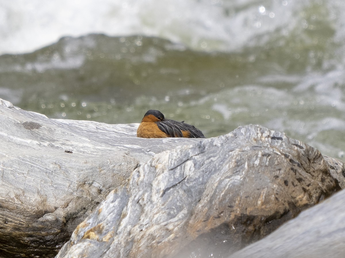 Torrent Duck - Steven Hunter