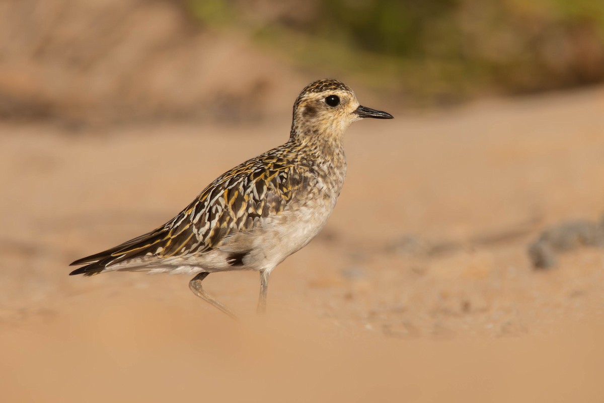 Pacific Golden-Plover - ML624145410