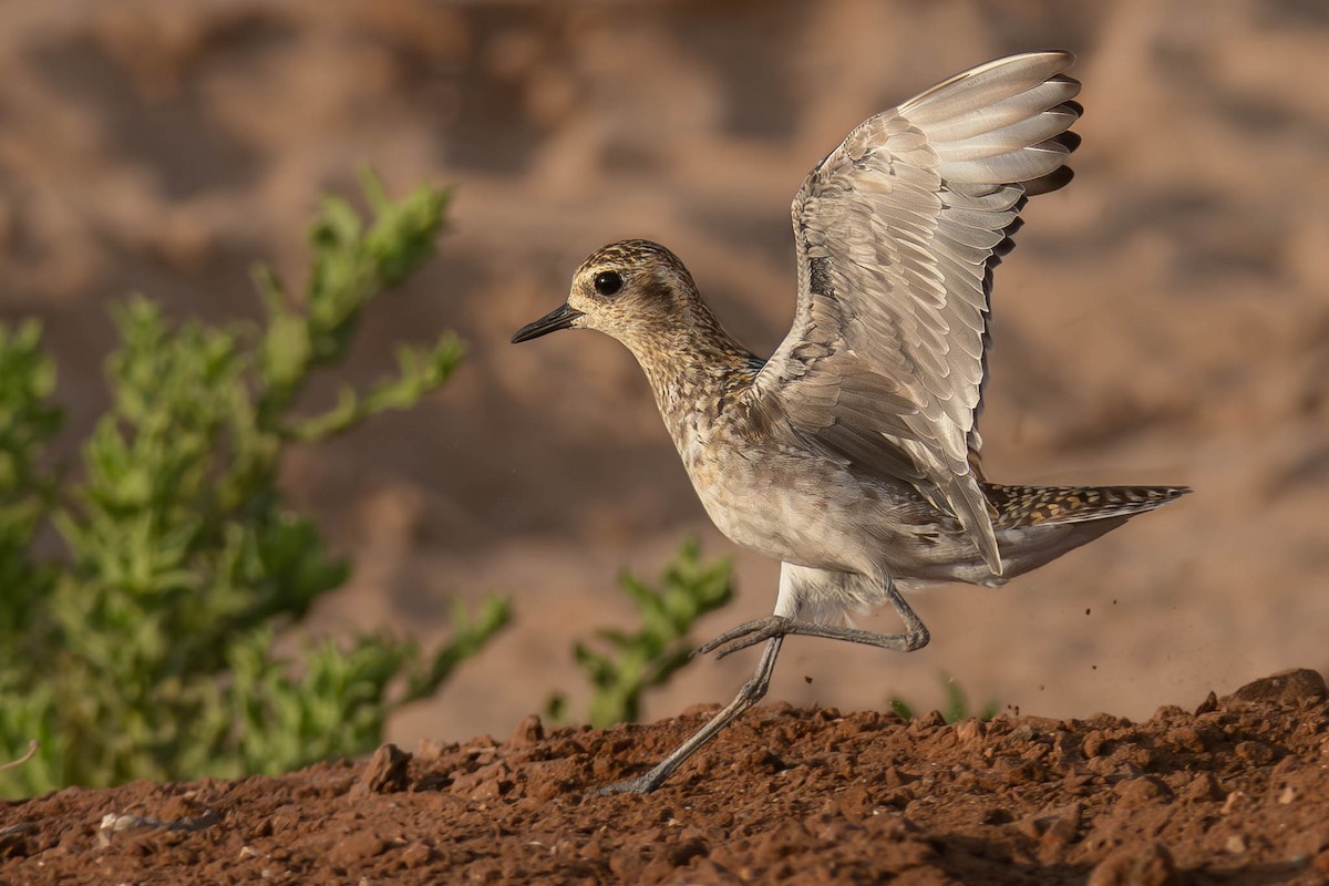 Pacific Golden-Plover - ML624145411