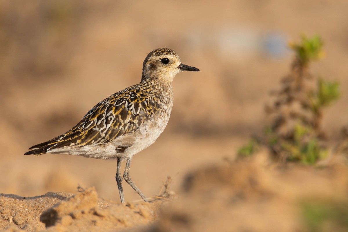 Pacific Golden-Plover - uri laor