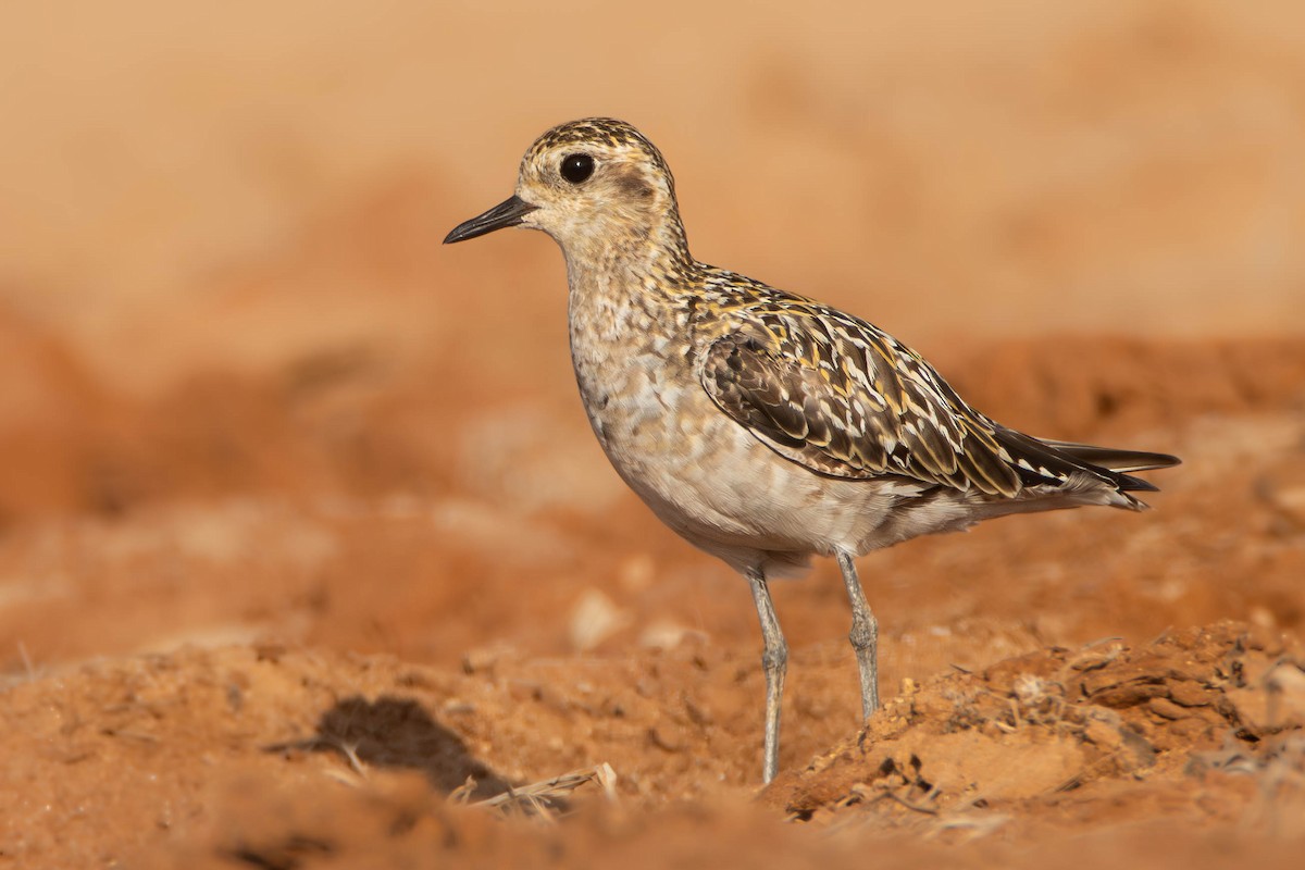 Pacific Golden-Plover - ML624145413