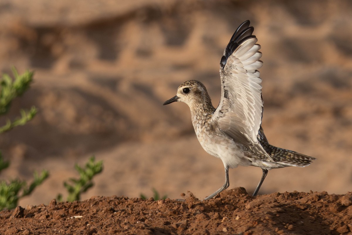 Pacific Golden-Plover - ML624145414