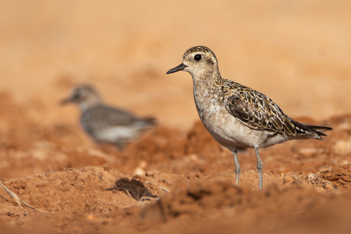 Chorlito Dorado Siberiano - ML624145416