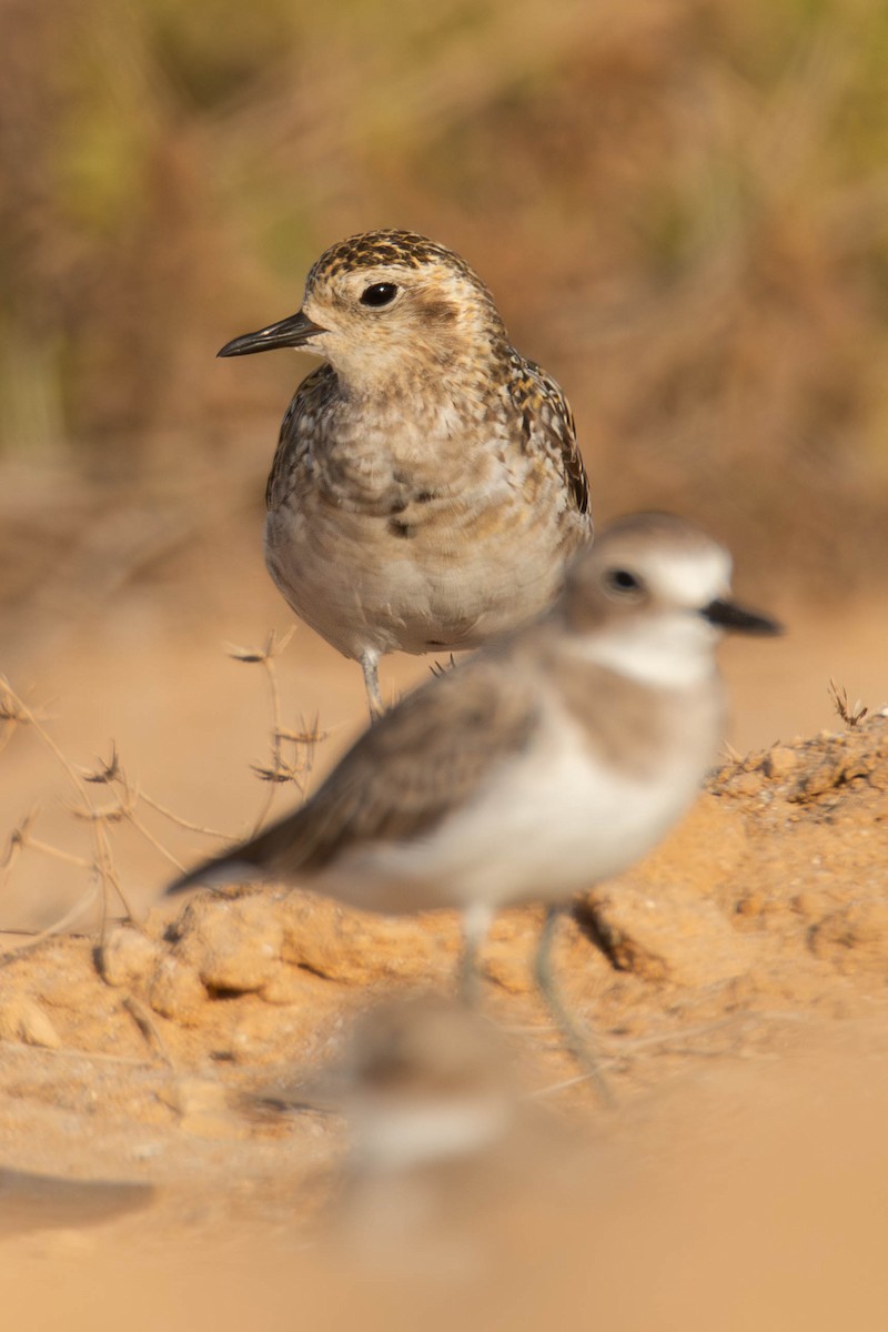 Pacific Golden-Plover - ML624145417