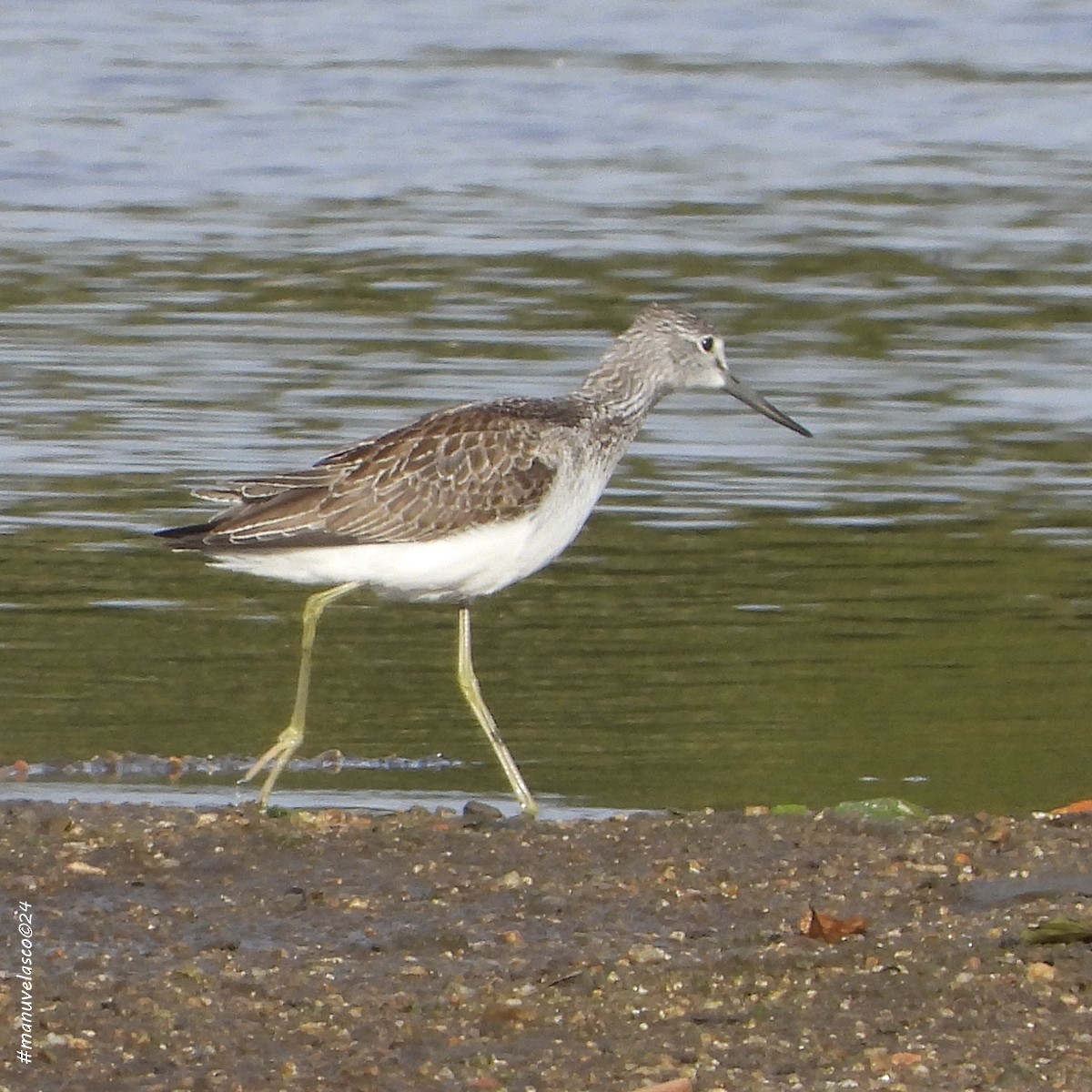 Common Greenshank - ML624145419