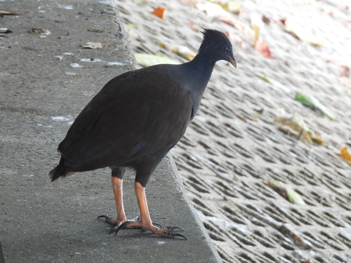 Orange-footed Megapode - ML624145424