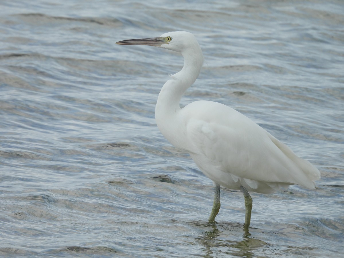 Pacific Reef-Heron - ML624145441