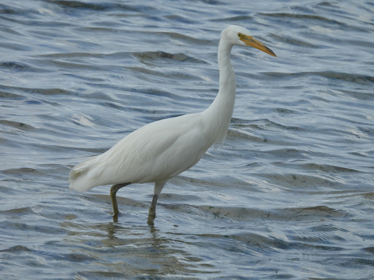 Pacific Reef-Heron - ML624145442