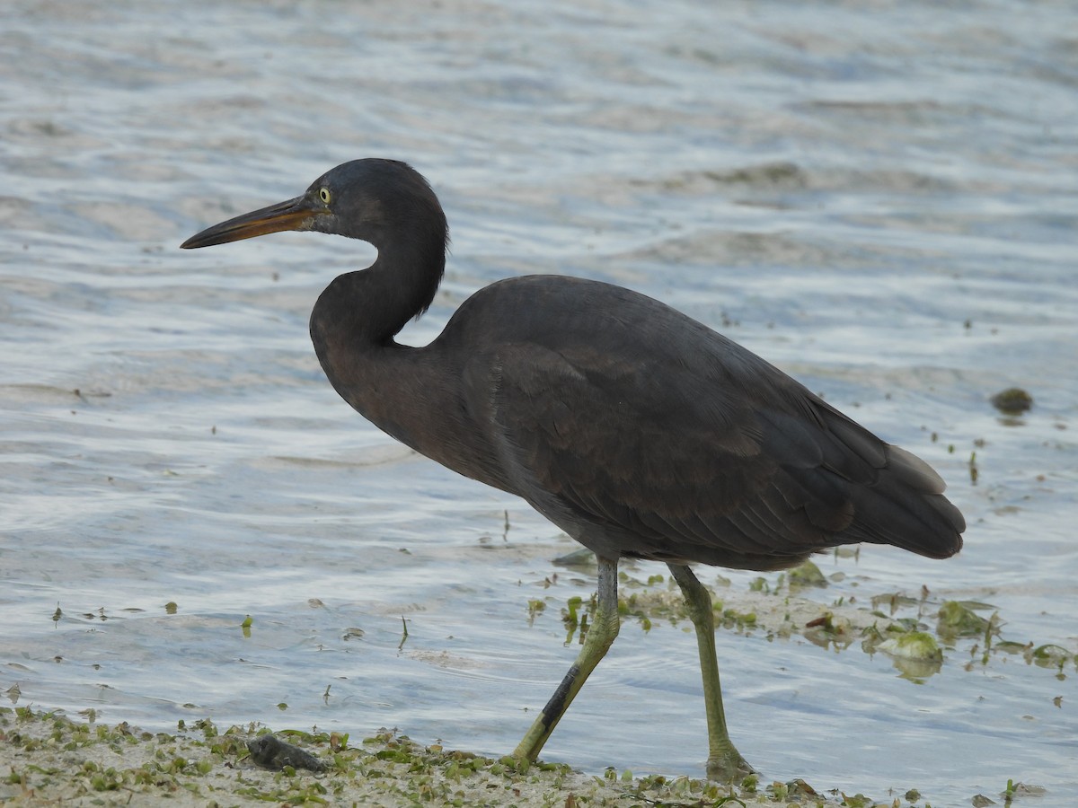 Pacific Reef-Heron - ML624145443