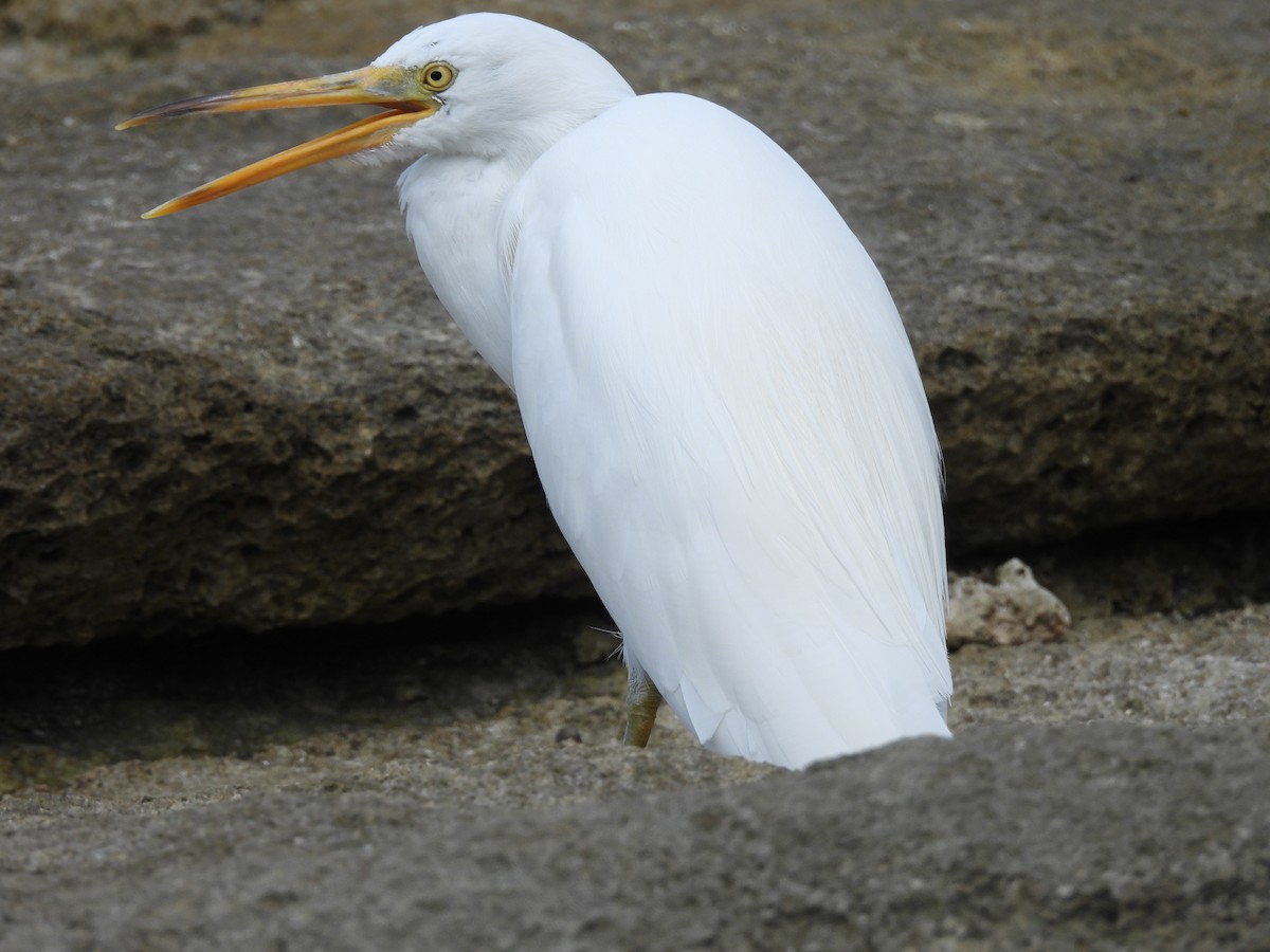 Pacific Reef-Heron - Chanith Wijeratne