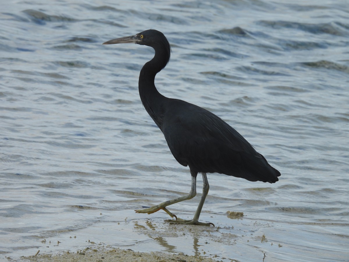 Pacific Reef-Heron - ML624145445