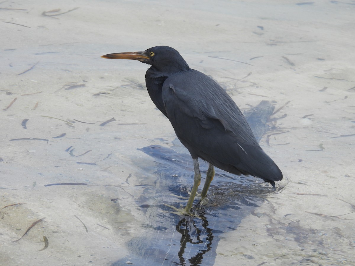 Pacific Reef-Heron - ML624145455