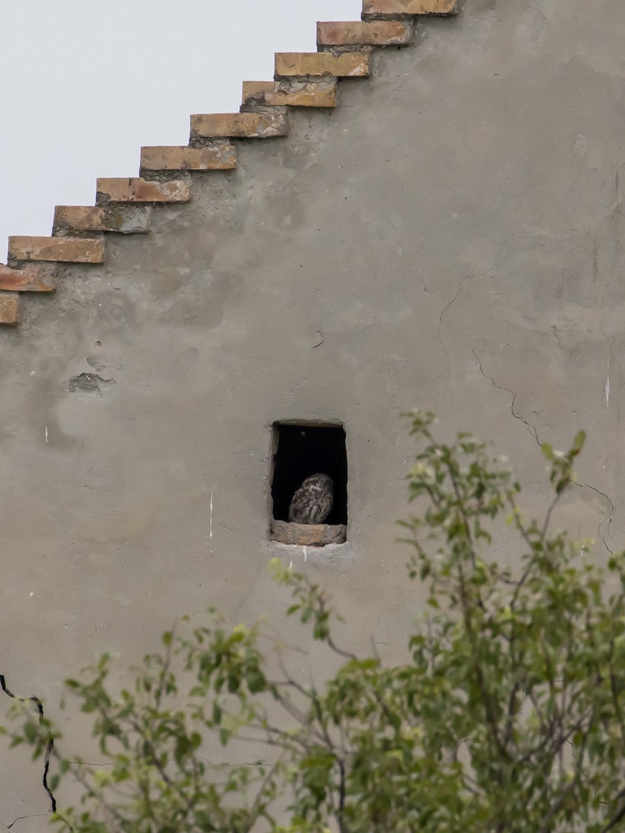 Little Owl - Milan Martic