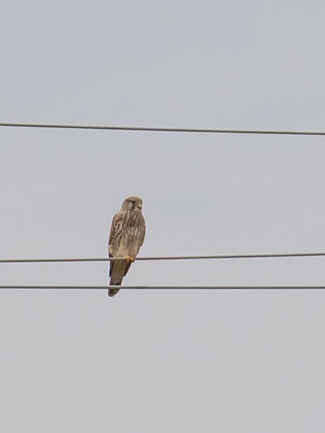 Eurasian Kestrel - Milan Martic