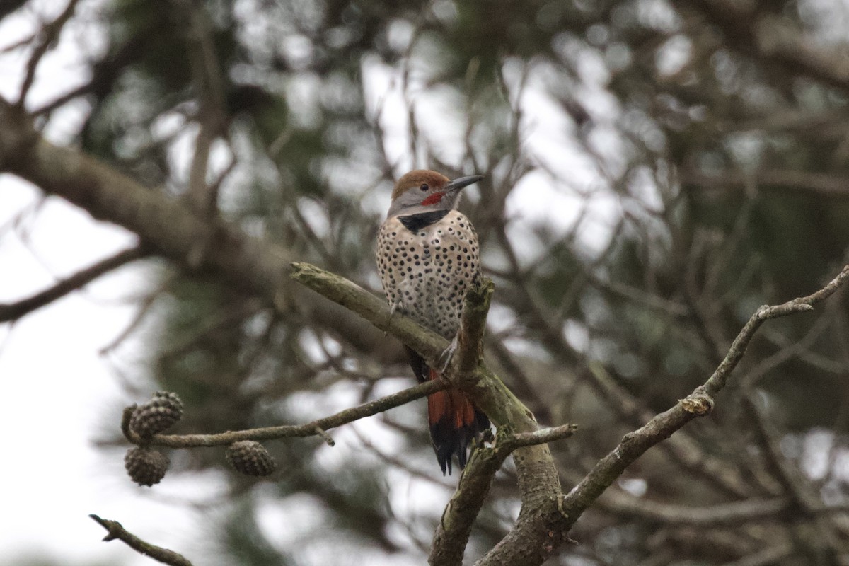 Northern Flicker (Red-shafted) - ML624145501