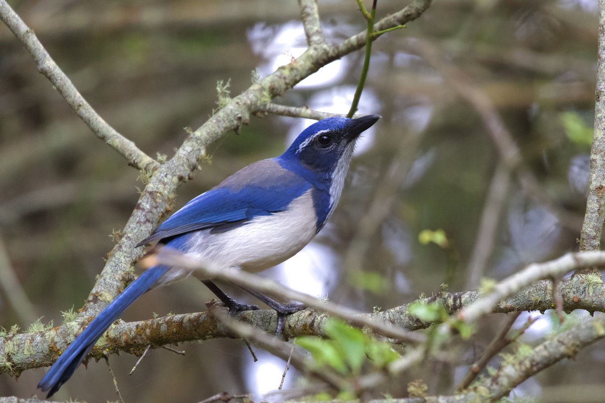 California Scrub-Jay - Torin Waters 🦉