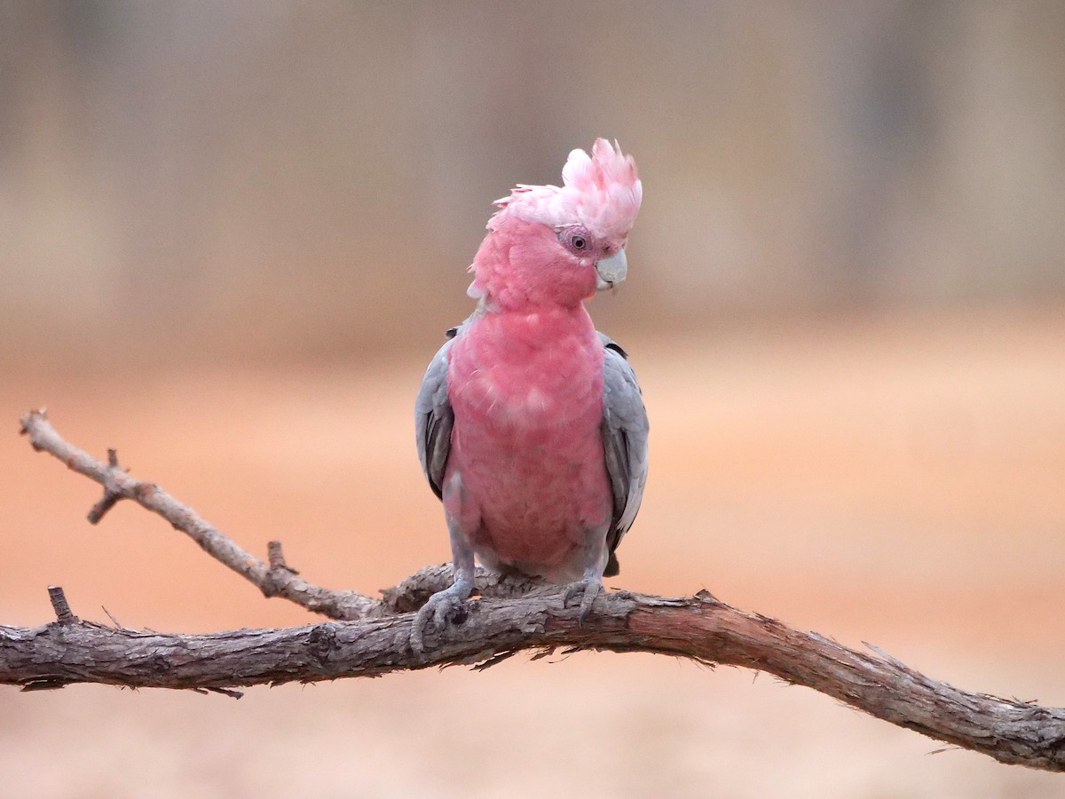 Galah - Gerald Allen