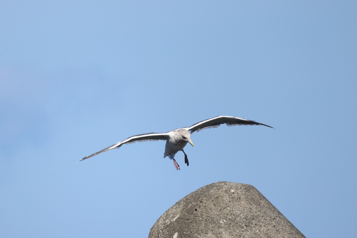 Slaty-backed Gull - ML624145568