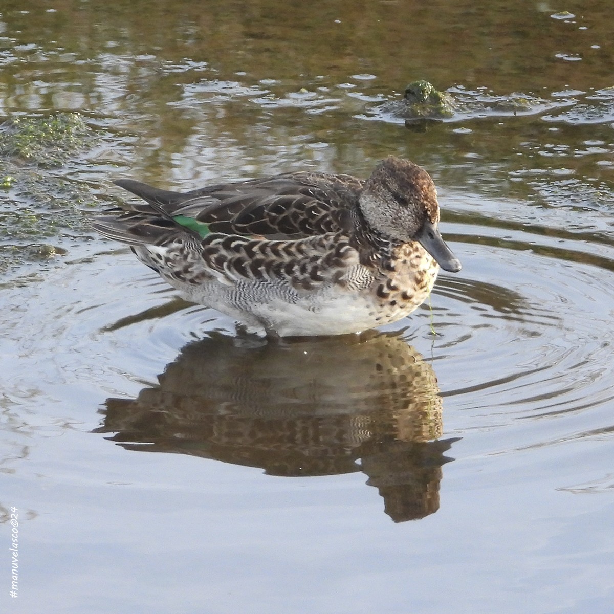 Green-winged Teal - ML624145576