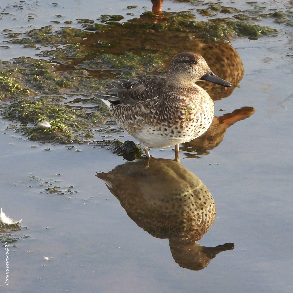 Green-winged Teal - ML624145579