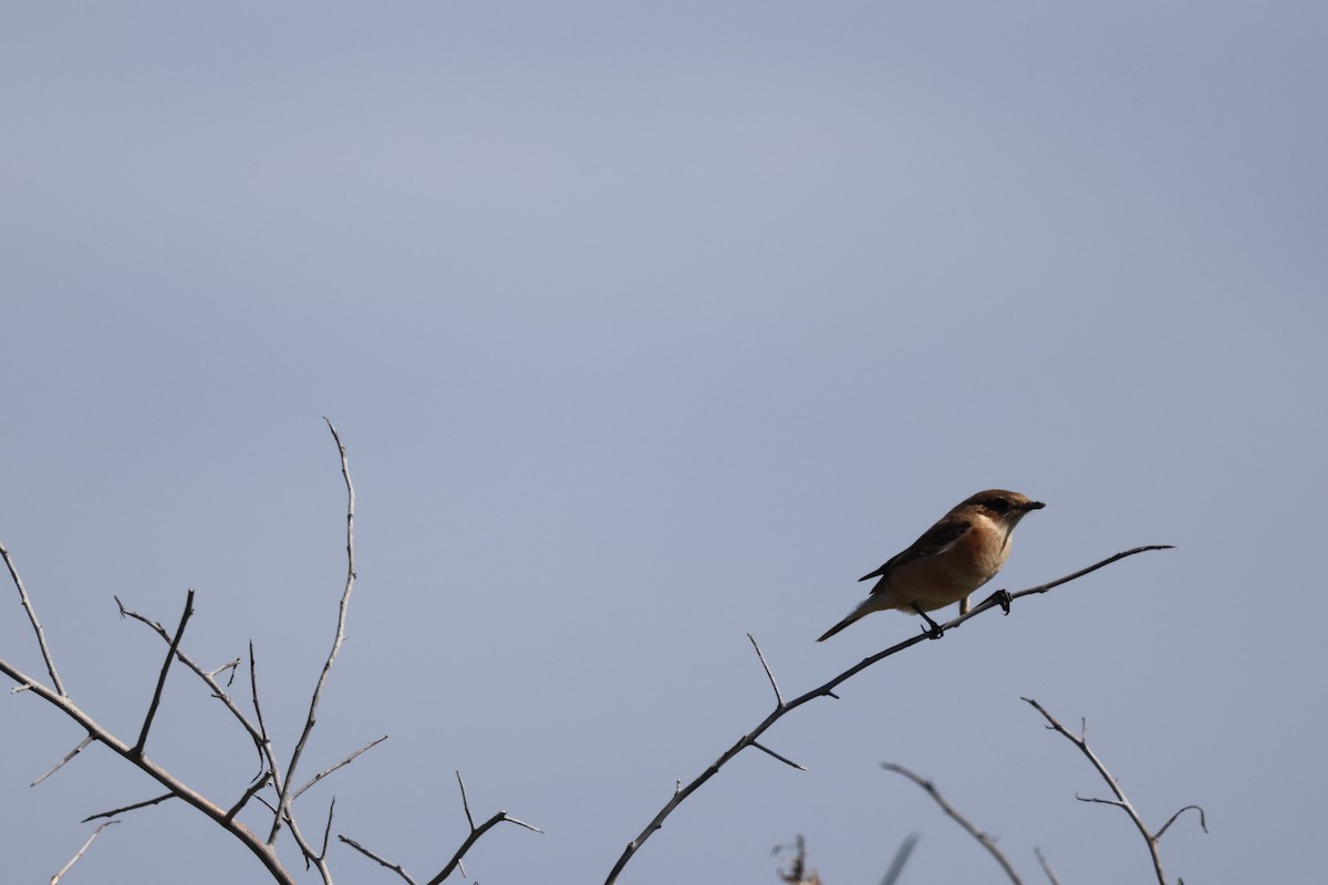 Amur Stonechat - ML624145586