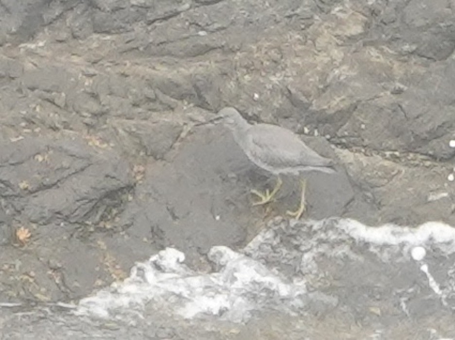 Wandering Tattler - ML624145587