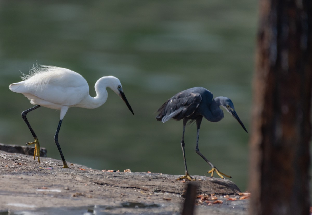 Western Reef-Heron - AVINASH SHARMA