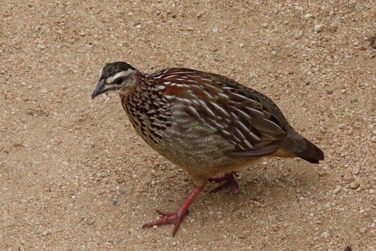 Crested Francolin - ML624145627