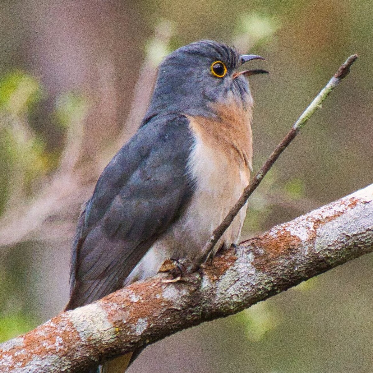 Fan-tailed Cuckoo - ML624145645