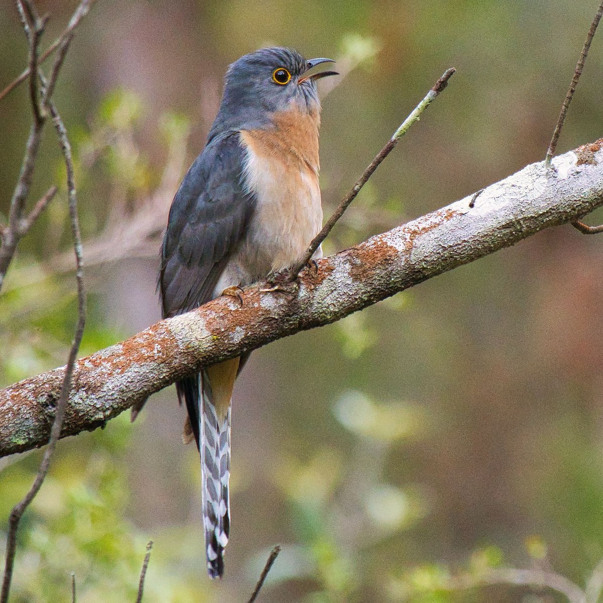 Fan-tailed Cuckoo - ML624145649