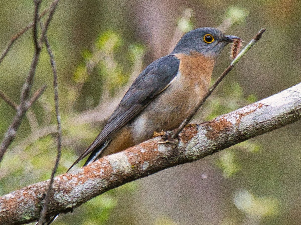 Fan-tailed Cuckoo - ML624145650