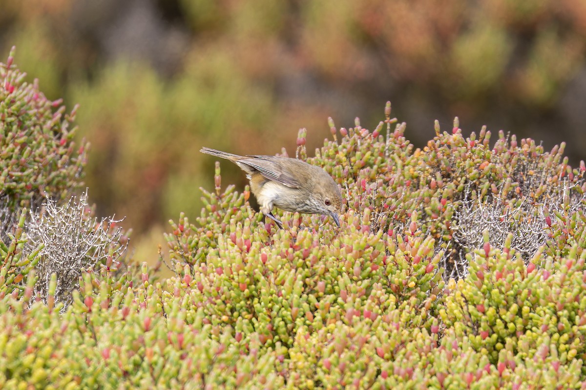 Brown Thornbill - ML624145665