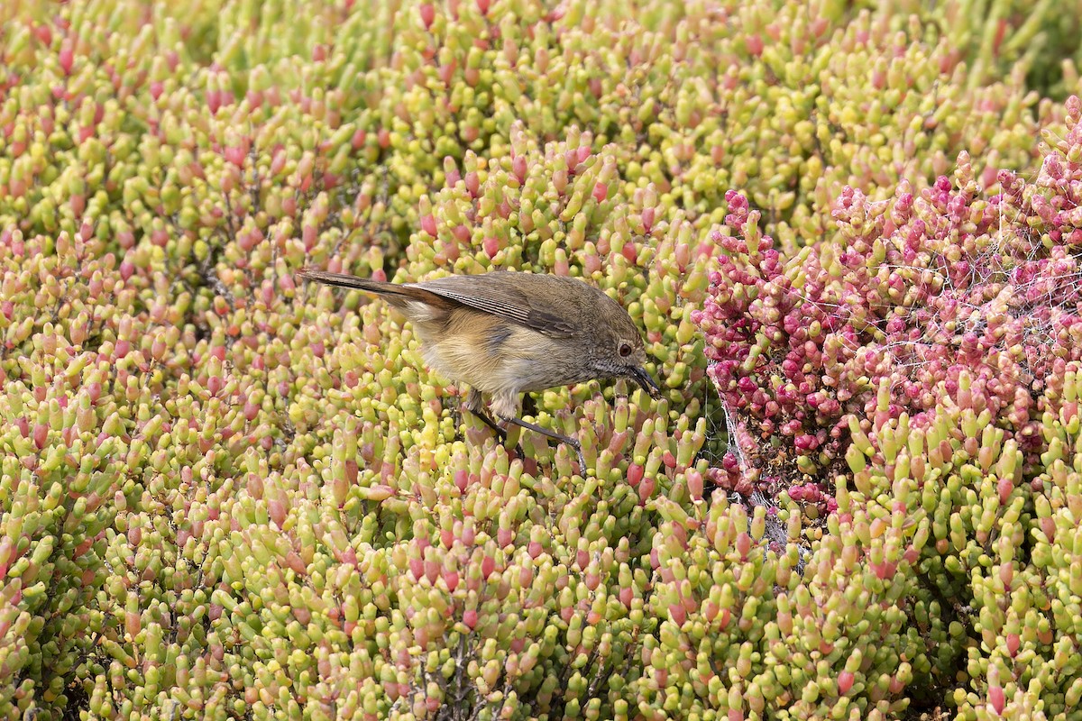 Brown Thornbill - ML624145666